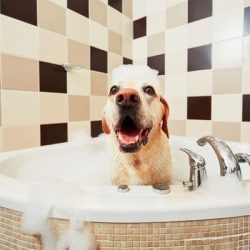 pies w kąpieli