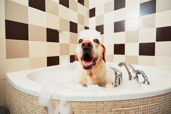 pies w kąpieli